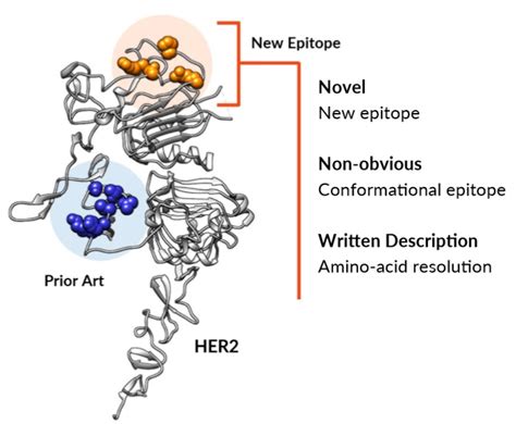 Epitope Mapping, Epitope Mapping Service | Integral Molecular