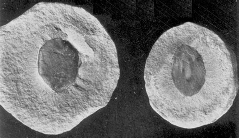 Fish, including teeth, scales (Rhizodus reticulatus) and a complete fossil fish, page 120