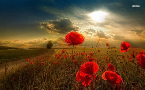 Field of Poppies Wallpaper - WallpaperSafari