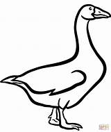 Domestic Goose coloring page  Free Printable Coloring Pages sketch template