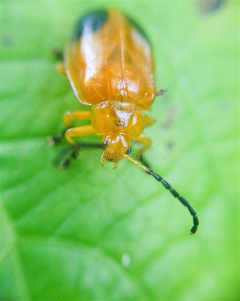 Orange lady bug stock image. Image of shot, garden, orange - 58656179