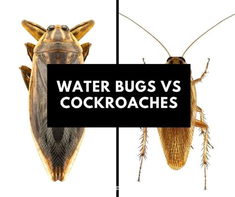 Water bugs vs Cockroaches: What Are The Similarities and Differences?