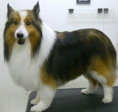 8 Best sheltie grooming images | Sheltie, Blue merle sheltie, Collie