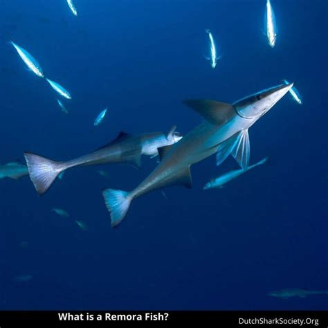 The Remoras and Sharks Relationship Explained - Dutch Shark Society