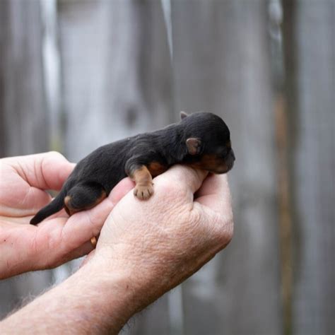 Miniature Rottweiler, Full Grown Mini Rottie Types & Price