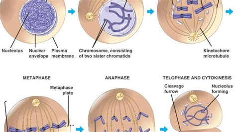 9 Stages Of Meiosis