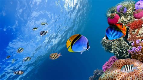 Fish Wallpapers - Top Free Fish Backgrounds - WallpaperAccess