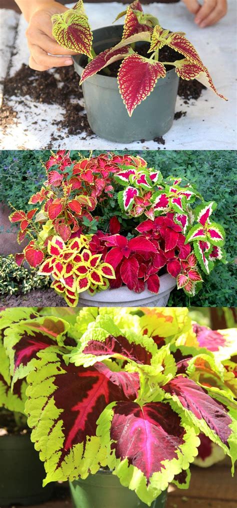 Coleus Lover's Guide ( Grow Tips, Easy Propagation, & Beautiful Varieties ) - A Piece Of Rainbow