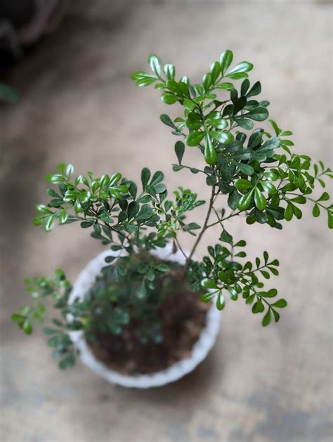 Aglaia odorata or Chinese Perfume Plant, Furniture & Home Living ...