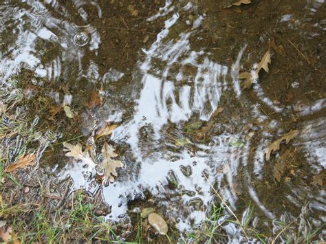 Download free photo of Rain,puddle,reflection,water,nature - from needpix.com