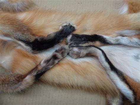 Red Fox Hide With 4 Feet Professionally Tanned/semi Heavy - Etsy