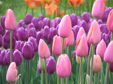 Gambar Bunga Tulip Cantik – Materi Belajar Online