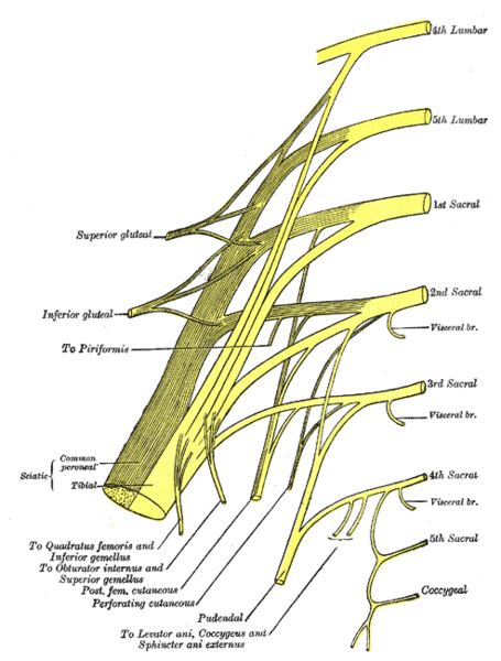 Pelvic Floor Anatomy - Physiopedia