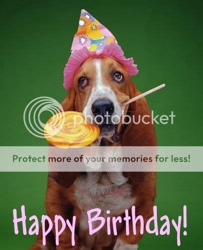 Birthday dog concept photo. | Happy birthday dog, Funny happy birthday ...