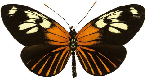 Monarch Butterfly Meaning, Yellow Butterfly Meaning, Butterfly ...