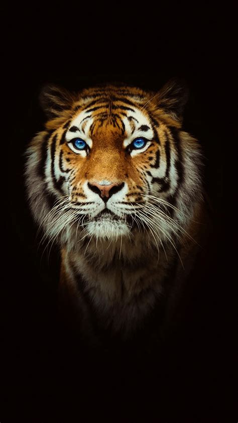 Tiger Hd Wallpaper