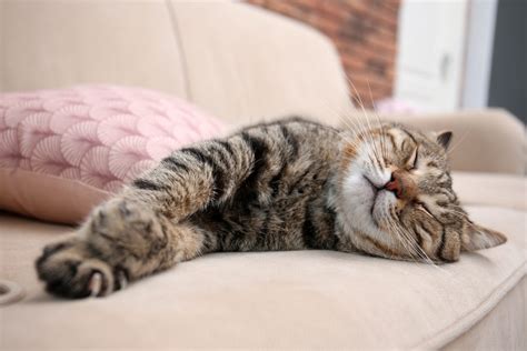 Why is my Cat Lethargic? A Helpful Guide for Cat Owners - Veterinarians.org