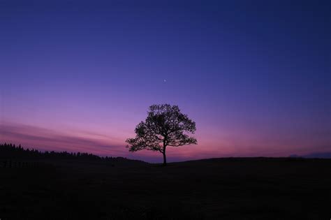 Dark Sky Tree Purple Sky Nature Wallpaper, HD Nature 4K Wallpapers, Images and Background ...