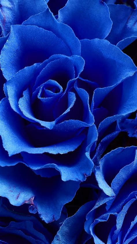 Blue rose, flowers, close up Wallpaper | Blauwe achtergronden, Kleuren ...