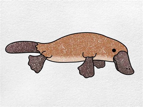 How To Draw An Australian Platypus