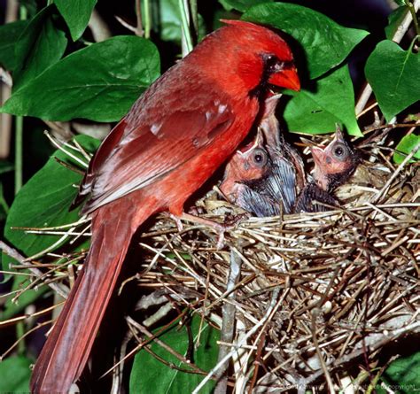 Cardinal Male Feeding Nestlings | Vermilion bird, Red birds, Birds