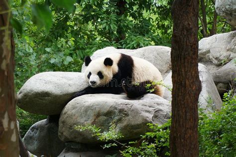 Panda in rainforest stock image. Image of bear, china - 122482059