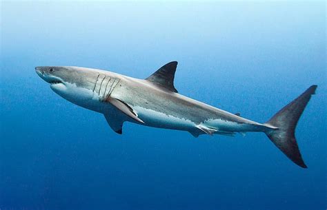 Carcharodon carcharias - Monaco Nature Encyclopedia