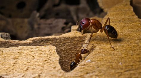 carpenter ant traps - carpenter ants - carpenter ant damage in LV