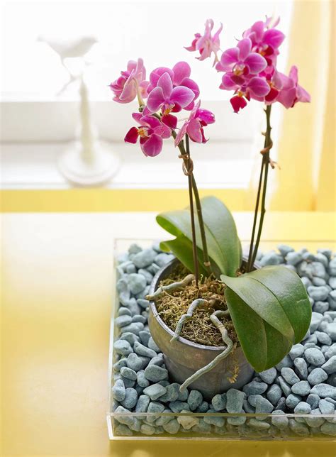 How to Care for Orchids to Keep Them Alive and Thriving | Orchid care, Orchid plant care, Orchids