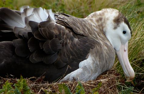 Albatross: New Zealand native sea and shore birds