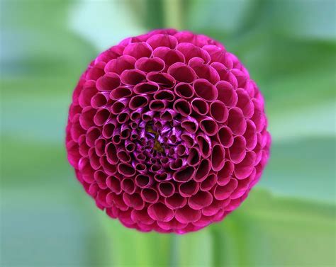 116 Photos Of Geometrical Plants For Symmetry Lovers