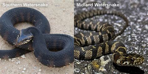 Midland Watersnake – Florida Snake ID Guide