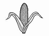 Corn Stalk Coloring Page  sketch template