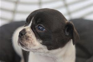 Frug Puppies for Sale from Reputable Dog Breeders