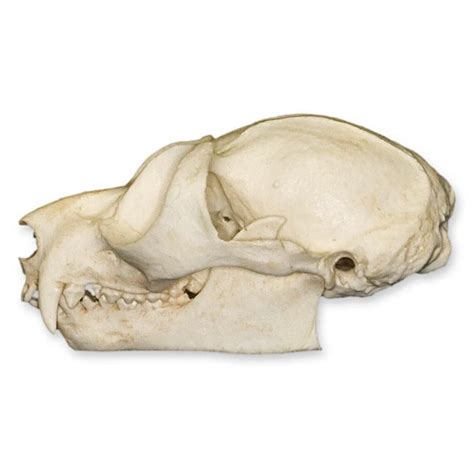 Replica Potto Skull For Sale — Skulls Unlimited International, Inc.