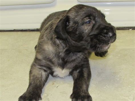 Deutsch Drahthaar Puppies For Sale | Washington, DC #177650