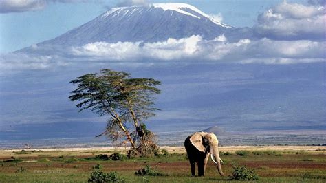 Elephant, Kilimanjaro - Most Beautiful Picture