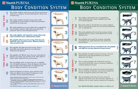 Importanţă Departament repetată body condition score cat ...