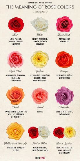 Different Types Of Roses And Their Meanings