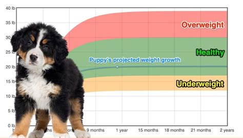 Bernese Mountain Dog Weight+Growth Chart 2022 - How Heavy Will My ...