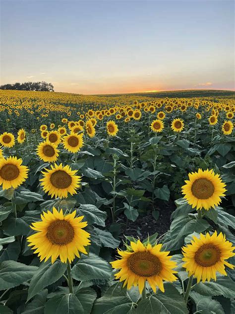 How to Take Photos at a Sunflower Field with Your Family • RUN WILD MY CHILD