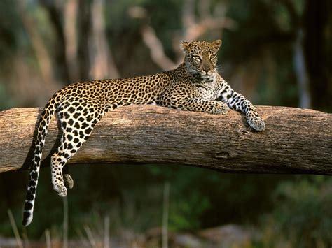 animals, Leopard, Sitting Wallpapers HD / Desktop and Mobile Backgrounds