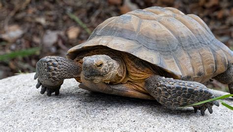 Desert tortoise | San Diego Zoo Wildlife Explorers