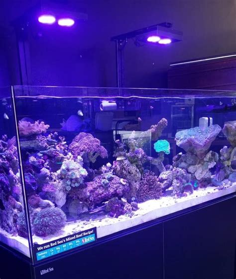 6 Tips Membuat Aquarium Air Laut Untuk Pemula – Blog QHOMEMART