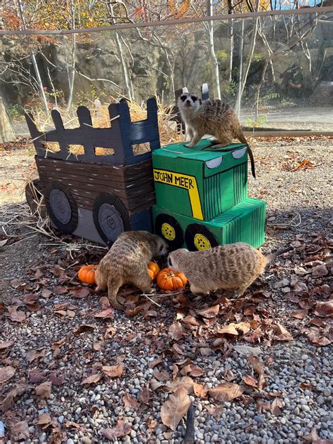 Cincinnati Zoo on Twitter: "🎃🎃🎃🎃🎃"