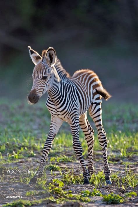 Africa, South Luangwa National Park. Common or Burchell's Zebra foal. A ...