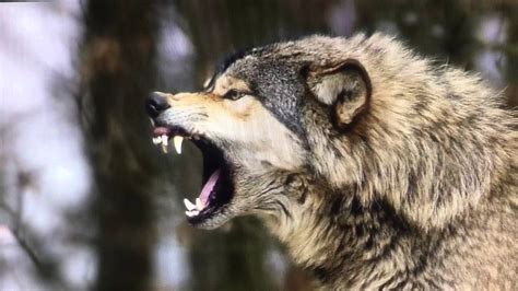 Banff National Park Shut Down after Wolf Attack on Camper | Wild animals attack, Angry wolf ...