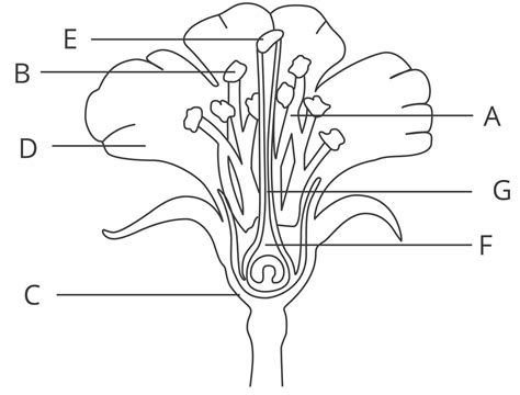 Reproduction in Plants: Structures and Pollination