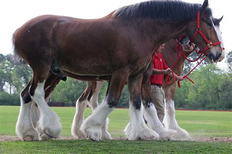 [Animals] Anheuser-Busch stops cutting off tails of Budweiser Clydesdale horses after backlash ...