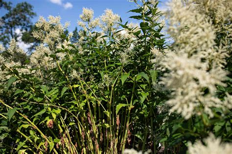 Goat's Beard: Plant Care & Growing Guide